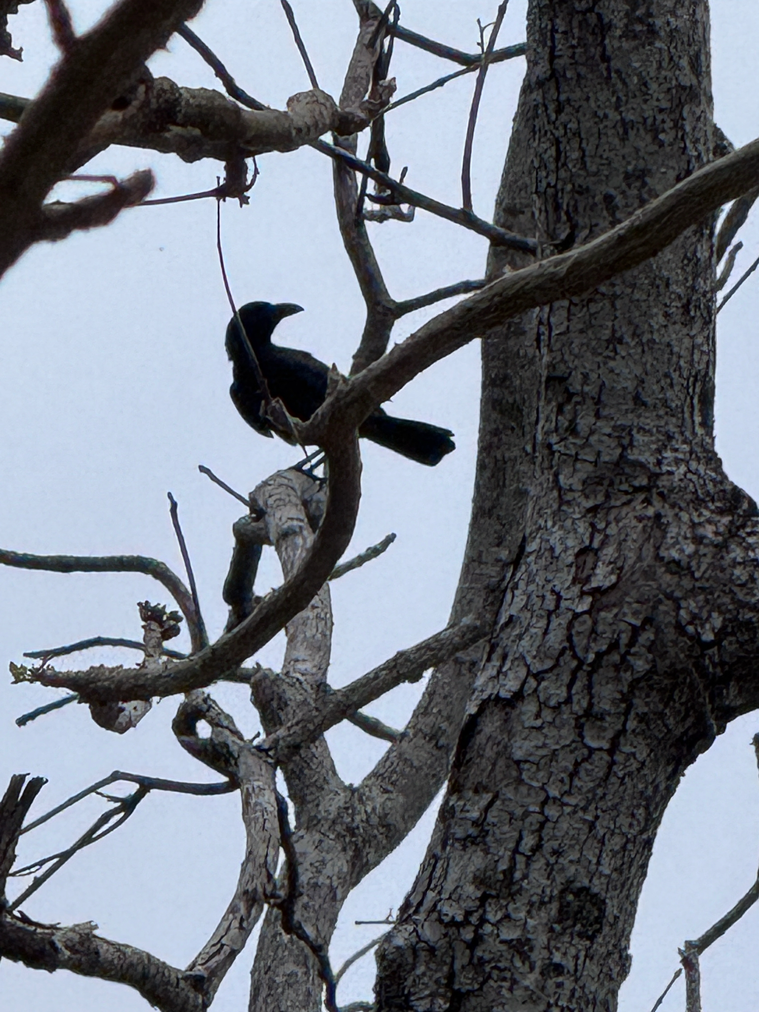 Palawan Crow (Corvus pusillus), photo 1