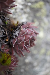 Sempervivum marmoreum