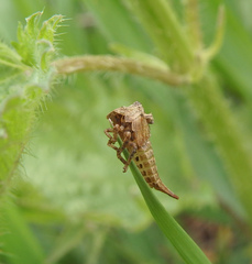 Centrotus