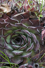 Sempervivum marmoreum