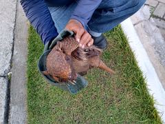 Euphractus sexcinctus