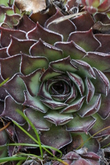 Sempervivum marmoreum