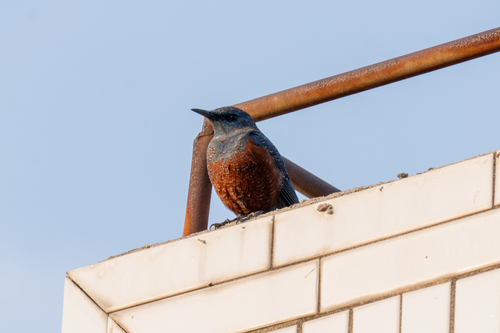 Blue Rock-Thrush