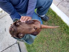 Euphractus sexcinctus