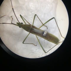 Leptocorisa