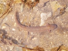 Pseudotriton ruber schencki