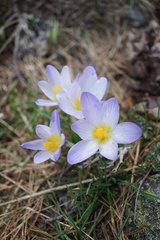 Crocus nivalis