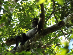 Ateles geoffroyi vellerosus