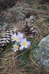 Crocus nivalis