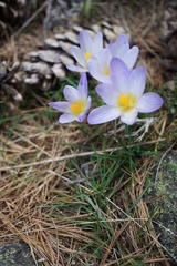 Crocus nivalis