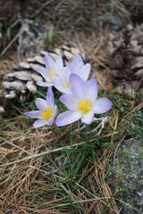 Crocus nivalis
