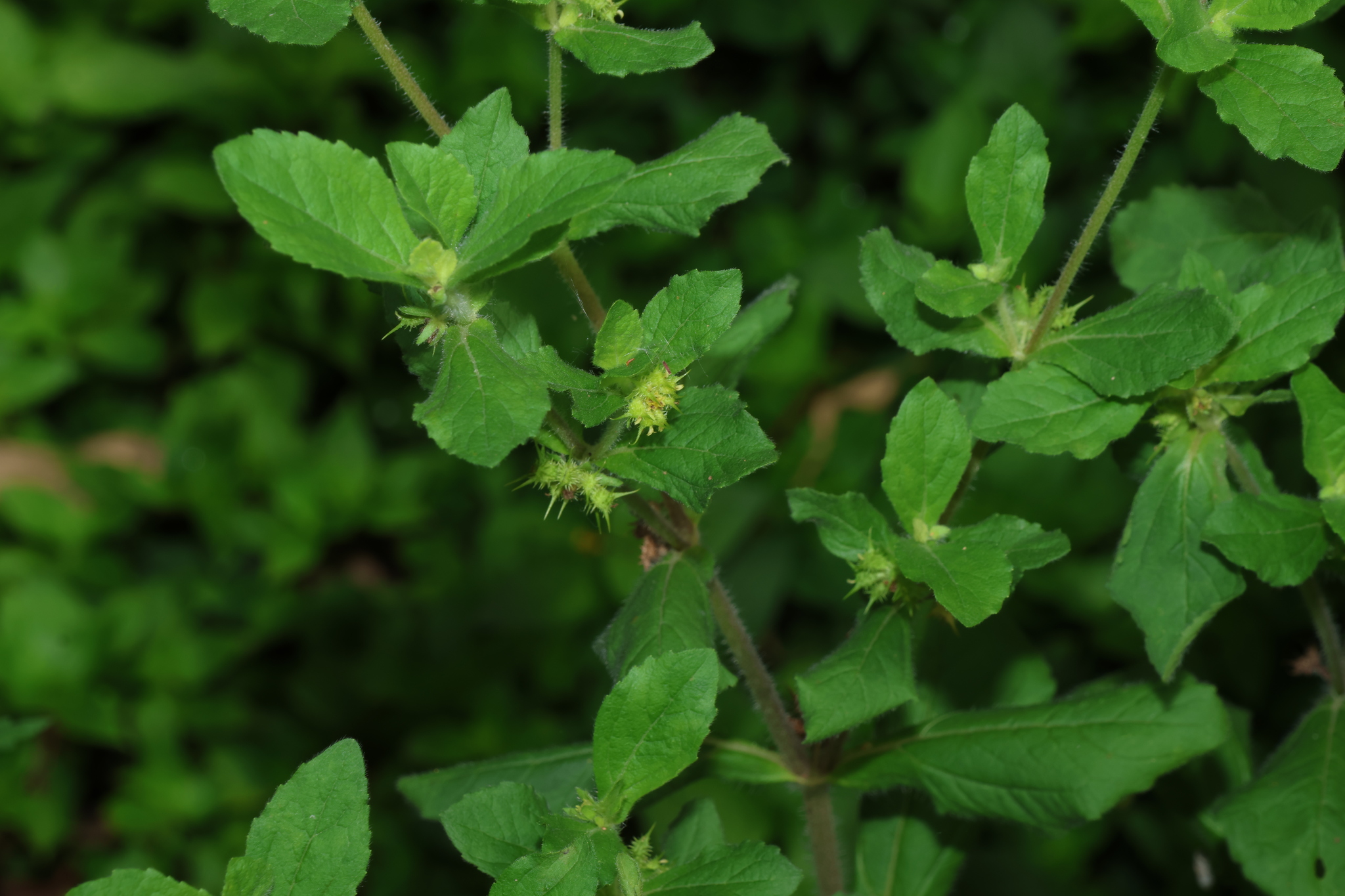 Hispid Starbur (Acanthospermum hispidum)