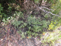 Pteronia centauroides