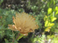 Pteronia centauroides