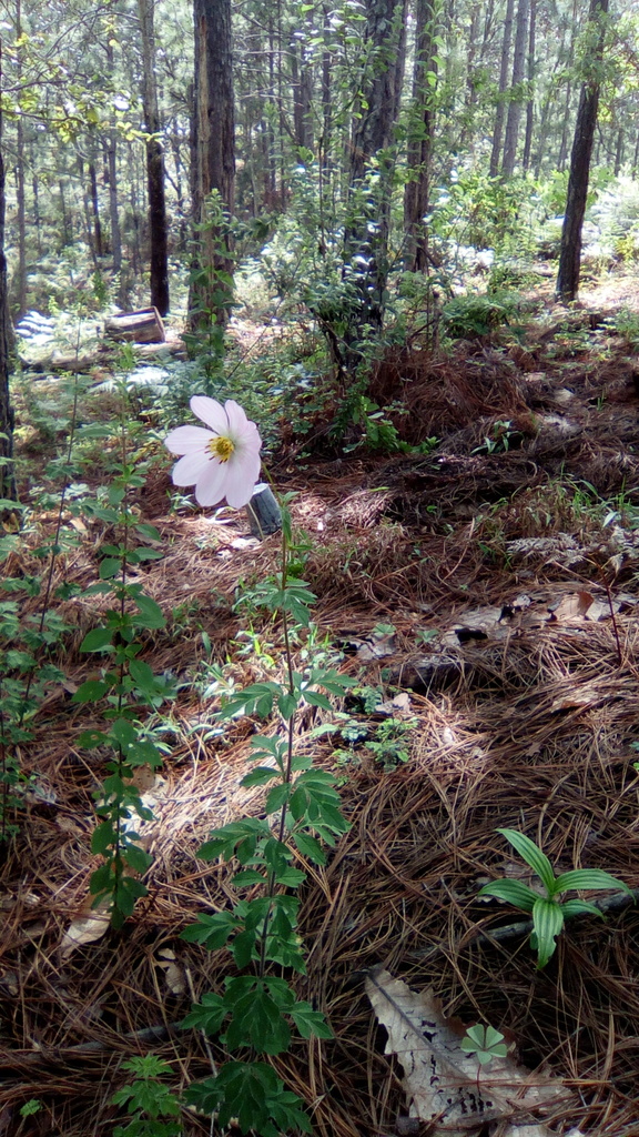 Cosmos harkerae