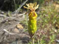 Pteronia centauroides
