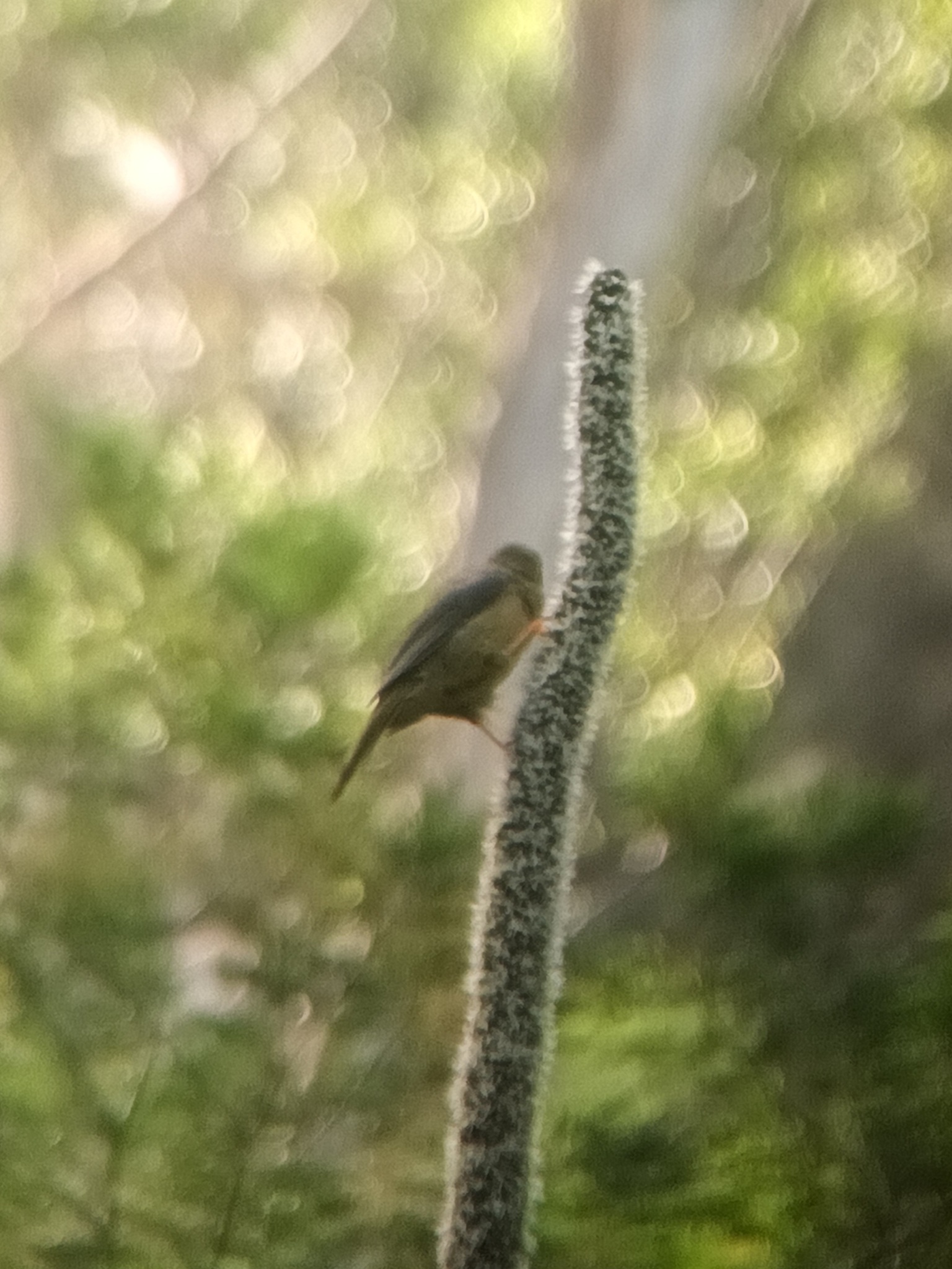 Bell Miner (Manorina melanophrys), photo 9