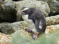 Eudyptes pachyrhynchus