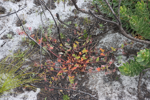 Fire Storksbill (Pelargonium althaeoides)