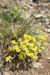 Helianthemum