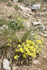 Helianthemum
