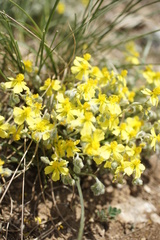 Helianthemum