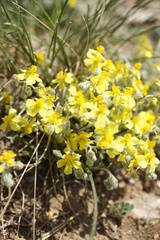 Helianthemum