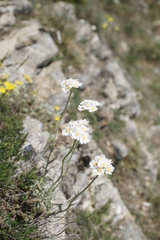 Asteraceae