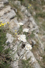 Asteraceae