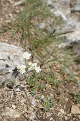 Asteraceae