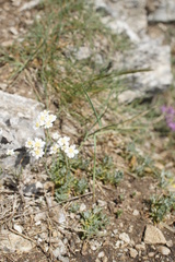 Asteraceae