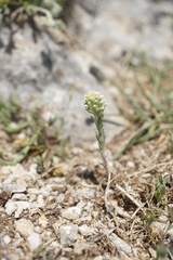 Brassicaceae