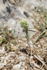 Brassicaceae