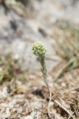 Brassicaceae