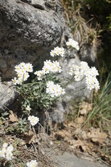 Asteraceae
