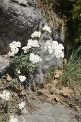 Asteraceae