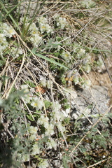 Angiospermae