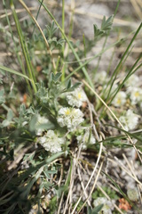 Angiospermae