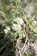 Angiospermae