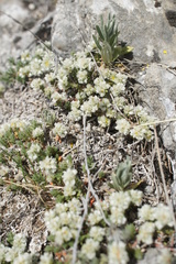 Angiospermae