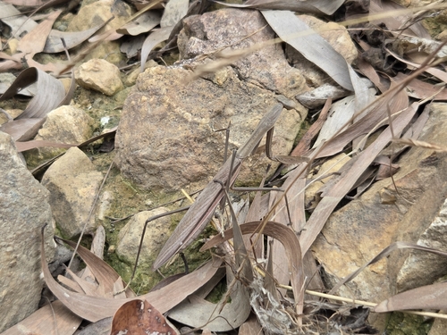 Tenodera aridifolia