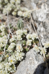 Angiospermae