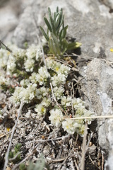 Angiospermae