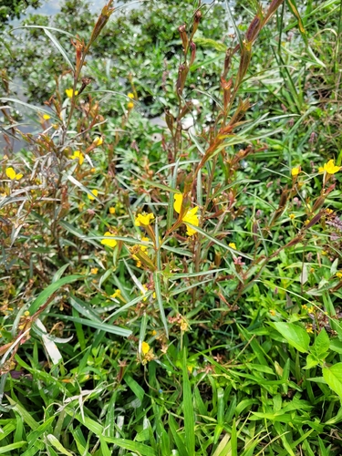 Ludwigia hyssopifolia iNat (2)