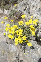 Helianthemum