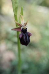 Ophrys
