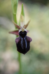 Ophrys