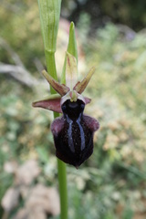Ophrys