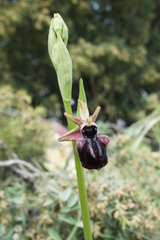Ophrys