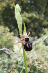 Ophrys